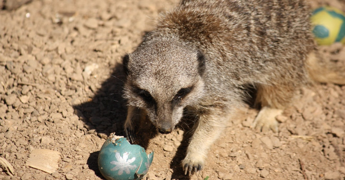 Zoo di Londra organizza una caccia alle uova di Pasqua per i loro suricati