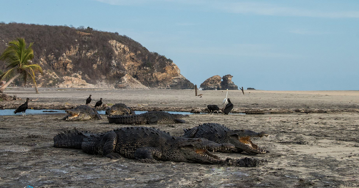 I coccodrilli aiutano a mantenere le distanze sociali invadendo le spiagge del Messico