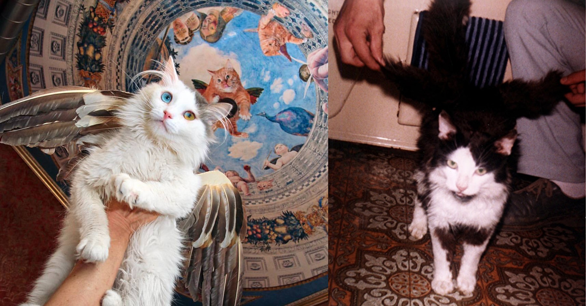Come è nata la leggenda dei gatti alati e quanto c’è di vero