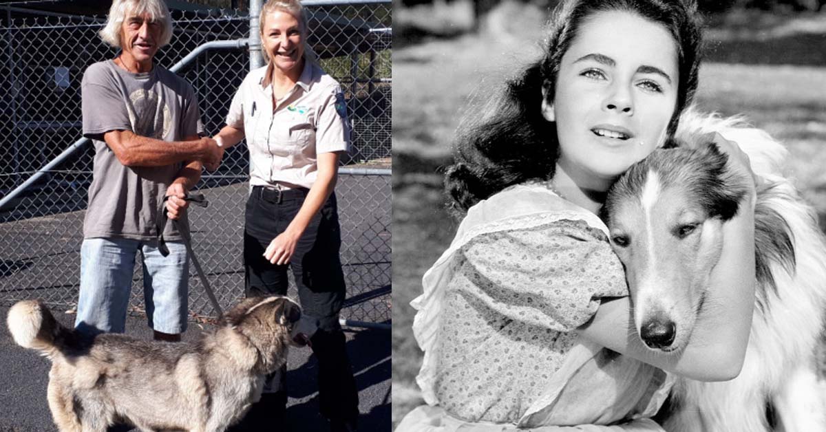 Torna a casa Lassie live: cane torna a casa dopo due anni