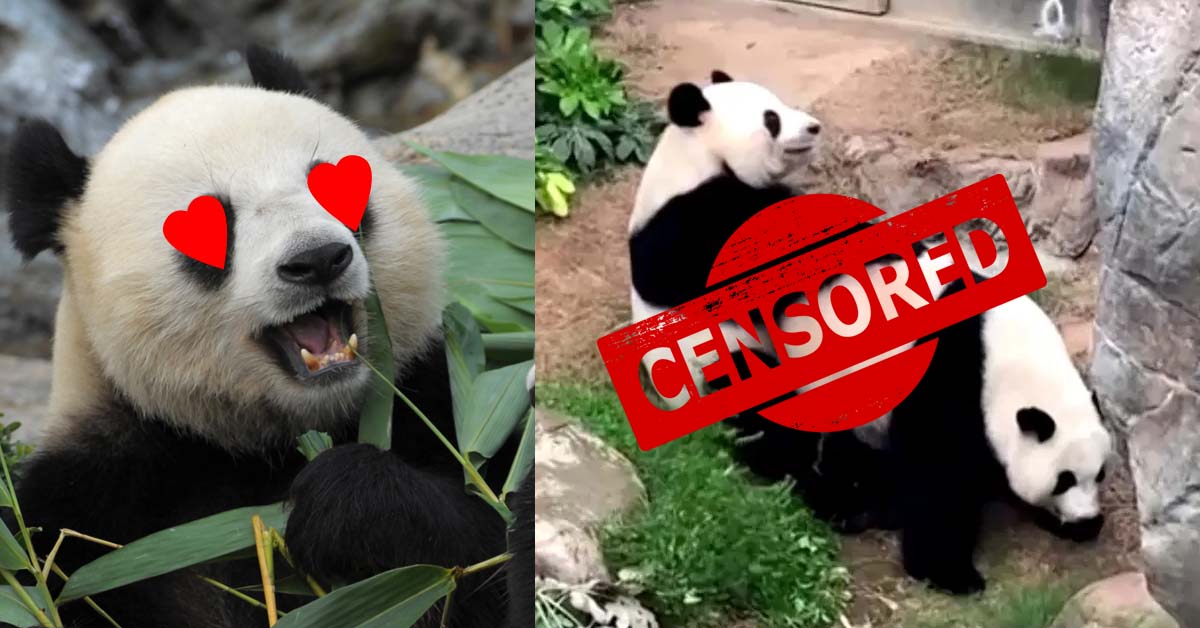 Finalmente soli: i panda dello zoo di Hong Kong si accoppiano senza “guardoni” in giro