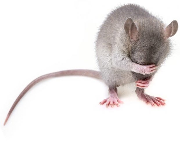 world rat day