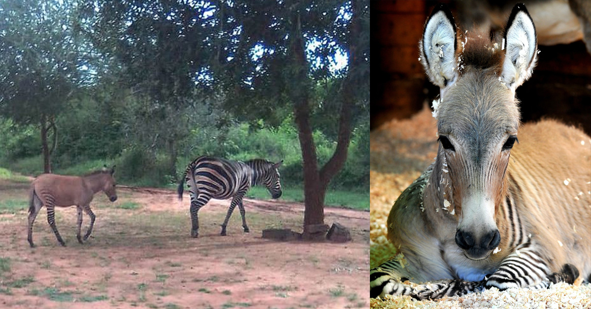 In una riserva del Kenya nasce il cucciolo di una zebra e di un… asino