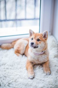 Anche i cani soffrono i problemi della pubertà, proprio come gli adolescenti