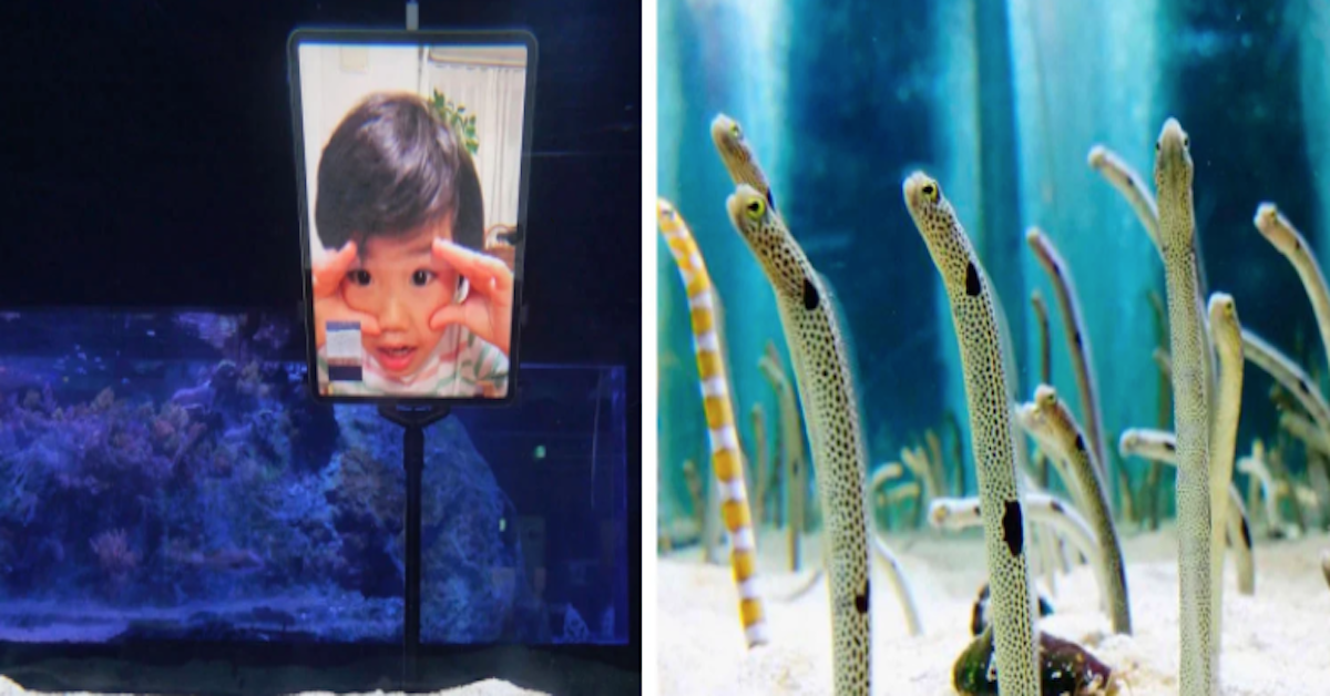 L’acquario giapponese che sta chiedendo alle persone di videochiamare le anguille sole