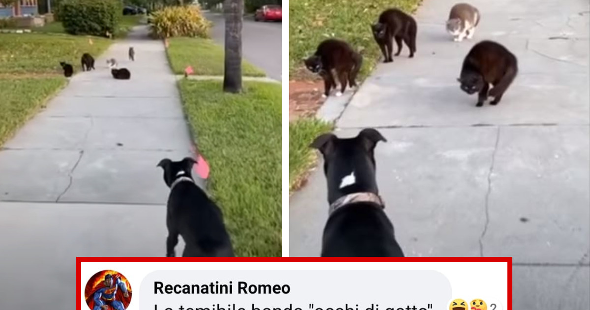 Cane a passeggio incontra una “temibile” banda di gatti: il video virale