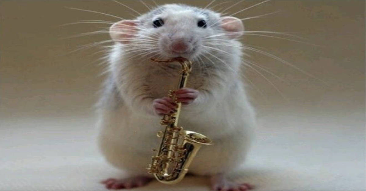 I topi preferiscono il jazz alla musica classica, ma soltanto quando sono sotto l’effetto delle droghe