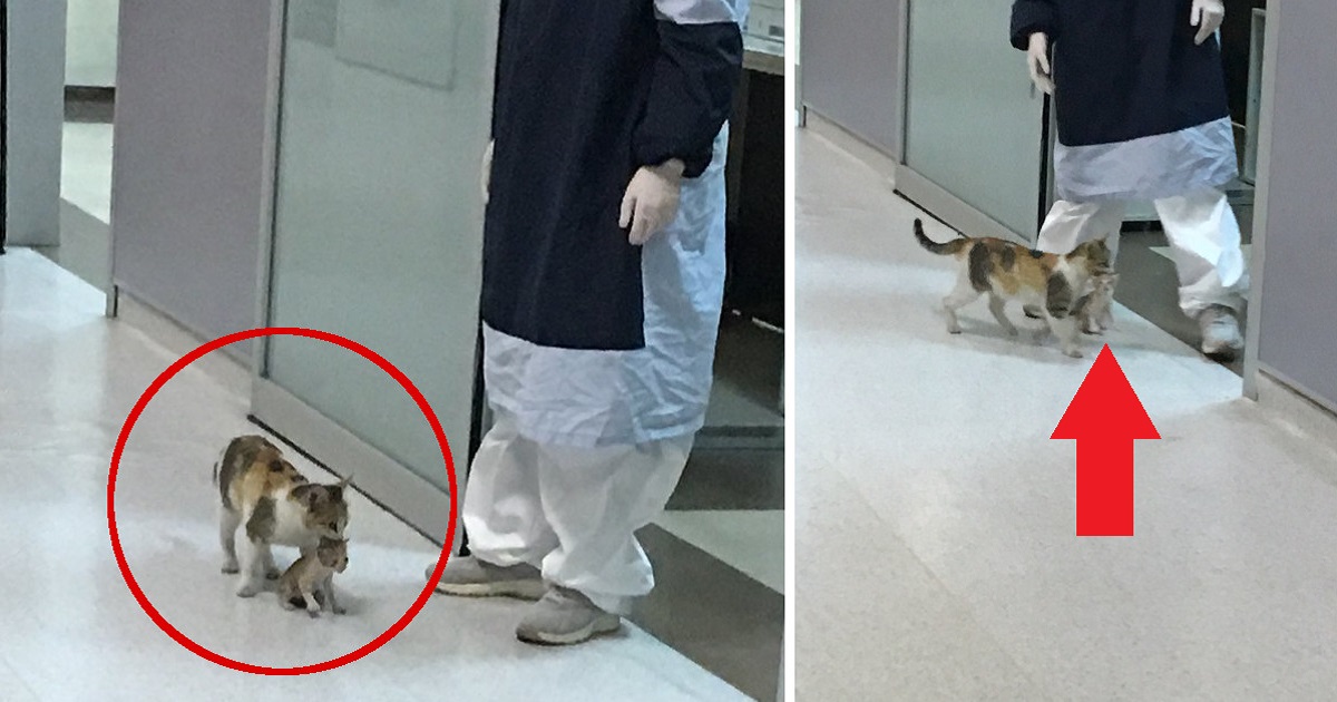 Mamma gatta porta il suo gattino malato in ospedale, i medici si affrettano ad aiutarli