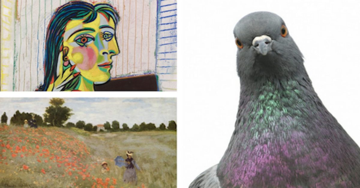 I piccioni possono distinguere tra i quadri di Monet e quelli di Picasso, la scoperta della scienza