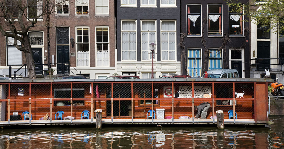 Questa casa galleggiante piena di gatti è l’attrazione più nascosta di Amsterdam