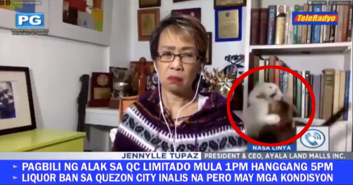 Reporter cerca di rimanere calma mentre i suoi gatti litigano in diretta