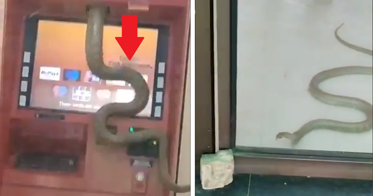 Serpente di due metri striscia fuori da un bancomat in India