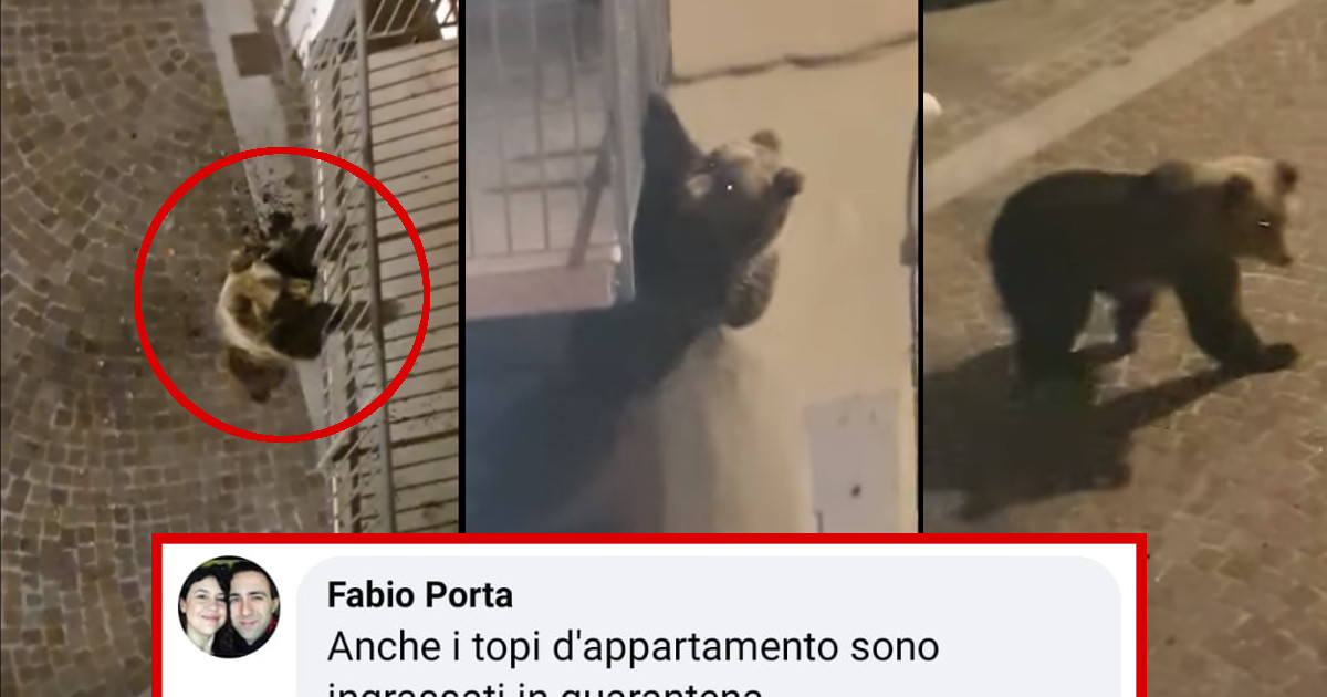 Trentino: avvistato orso sul balcone di una palazzina