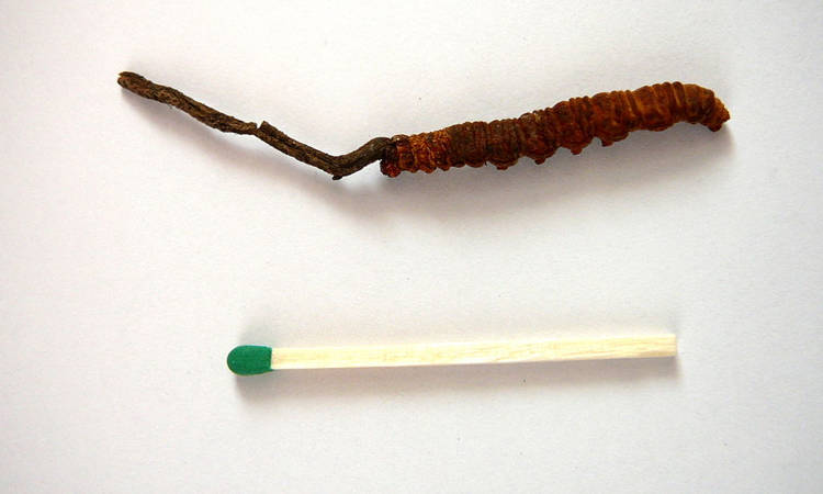 Yartsa Gunbu