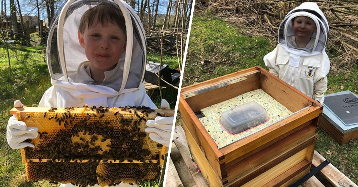 Oscar, 4 anni, e il suo sogno di diventare il più giovane apicoltore del Regno Unito