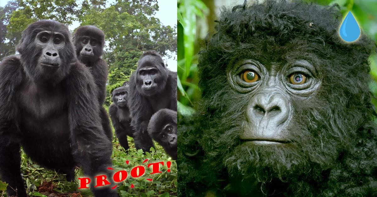 Robot infiltrato tra i gorilla li riprende mentre cantano e fanno le puzze [+ VIDEO]