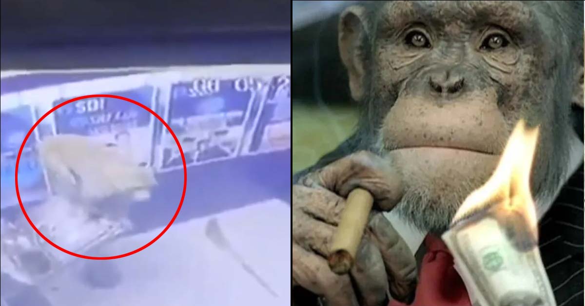 Una scimmia un po’ troppo curiosa cerca di smontare uno sportello bancomat (e ci riesce)