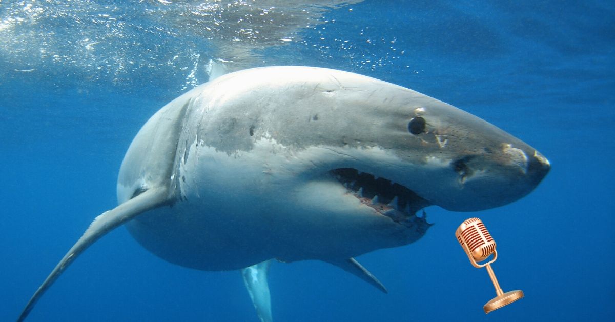 14 Luglio: giornata della consapevolezza sugli squali