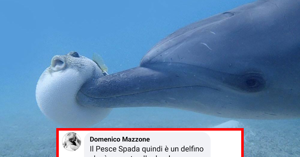 Delfini “drogati” si sballano con i pesci palla: la scoperta della BBC [+COMMENTI]