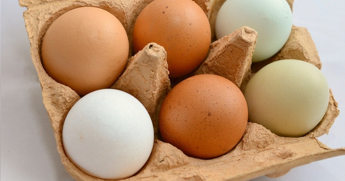 Tra l'uovo e la gallina nasce prima l'uovo: arriva l'albume da laboratorio