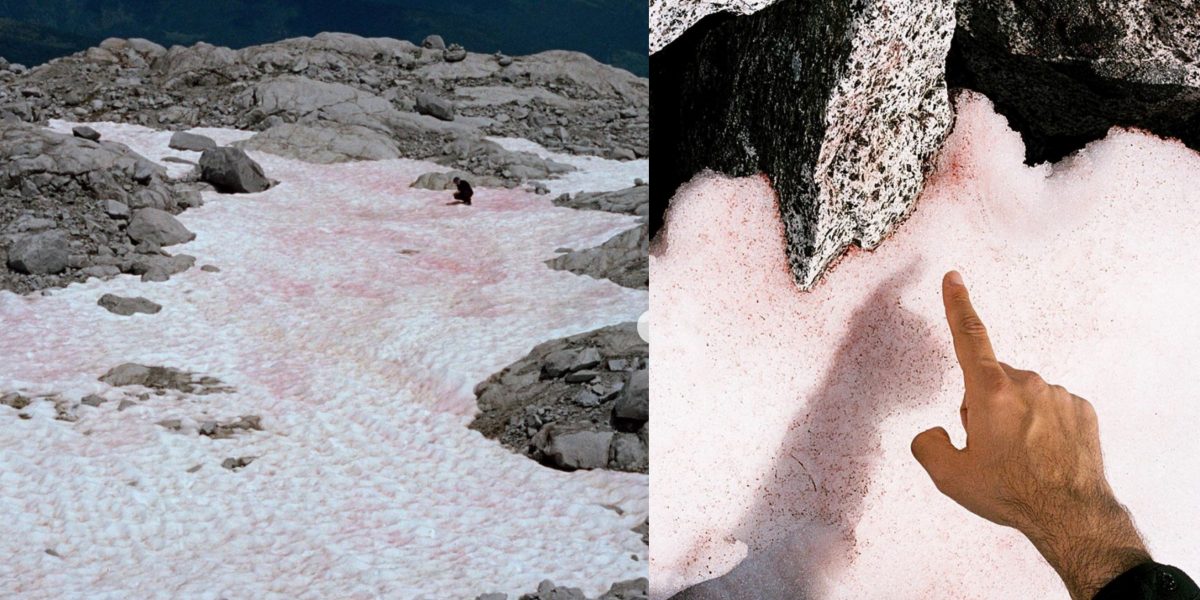 Neve rosa sulle Alpi: ecco perché accade