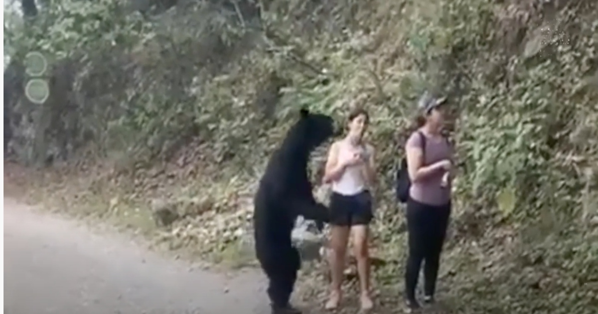 Sbuca un orso bruno e la ragazza si fa un selfie [+ VIDEO]