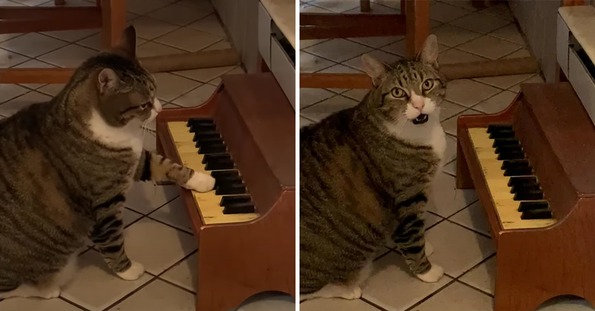 Включи видео кот песни. Талантливый кот. Кот играет на пианино. Кот на пианино Мем. Gif кот на пианино Мем.