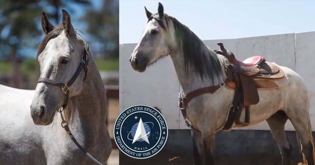 La United States Space Force recluta un cavallo di nome Ghost