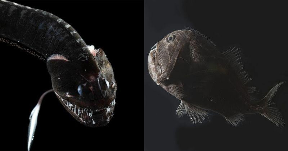 Бывает черная рыба. Черная рыба дракон (Idiacanthus). Рыбка черный дракон. Рыба с черной шкурой. Черный дракон рыба размер.