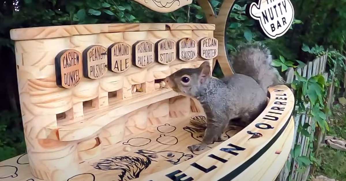 Costruisce un pub per scoiattoli con 7 tipi di frutta secca “alla spina”