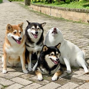 Hina, lo Shiba Inu che rovina tutte le foto di famiglia