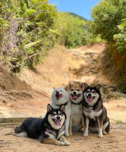 Hina, lo Shiba Inu che rovina tutte le foto di famiglia