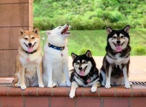 Hina, lo Shiba Inu che rovina tutte le foto di famiglia