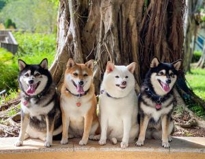 Hina, lo Shiba Inu che rovina tutte le foto di famiglia