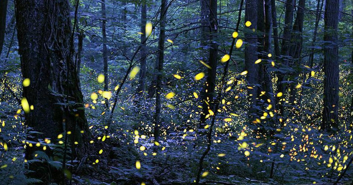 Lo spettacolo delle lucciole che ogni anno anima il Great Smoky Mountains National Park