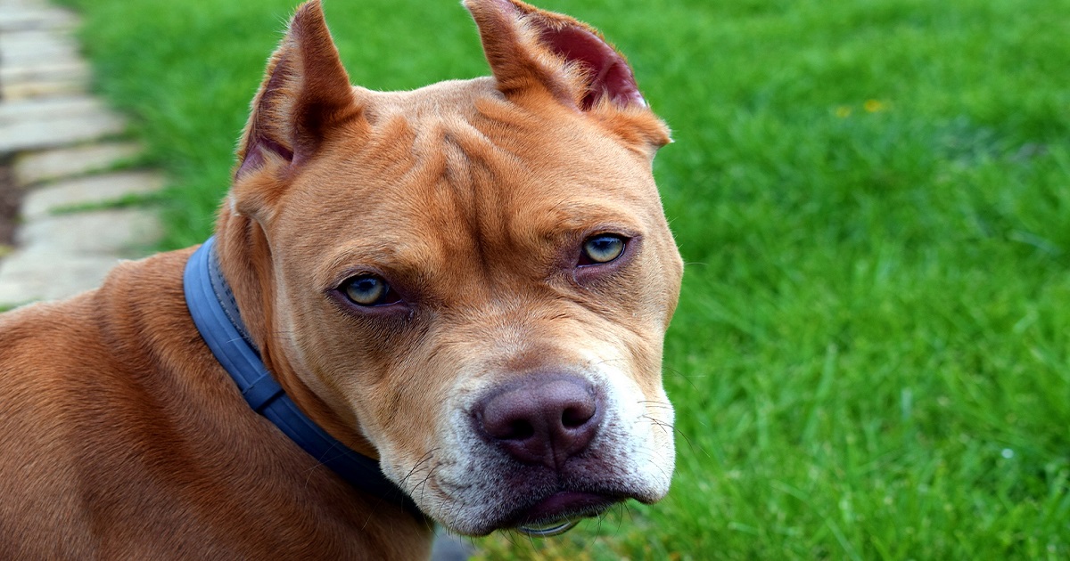 Pit bull terrorizzato da un gattino: il video conquista milioni di utenti