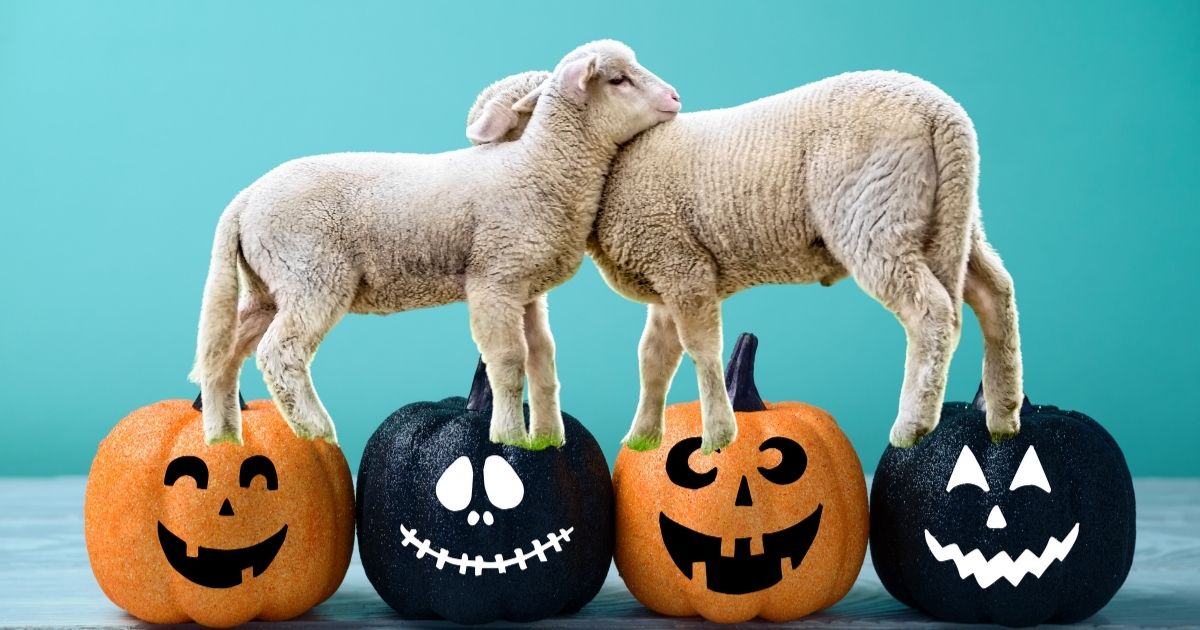 31 Ottobre: stanco di Halloween? Abbraccia una pecora