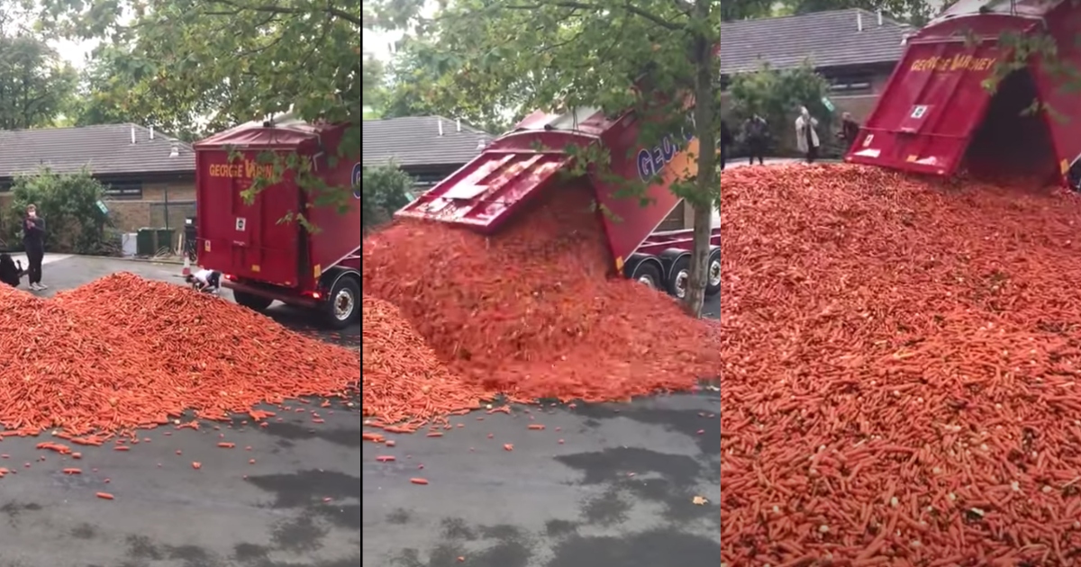 Quasi 32 tonnellate di carote per strada: è un’installazione artistica