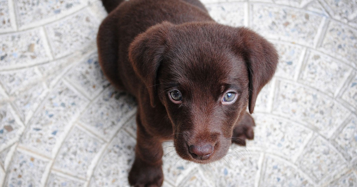 Il cane “sgancia” troppi peti: donna va dal veterinario e scopre la verità