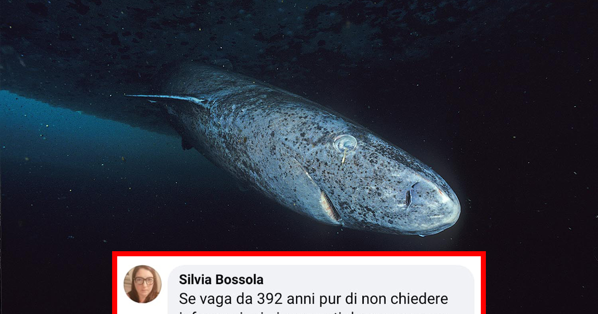 Lo squalo della Groenlandia è il vertebrato più vecchio del pianeta? [+COMMENTI]