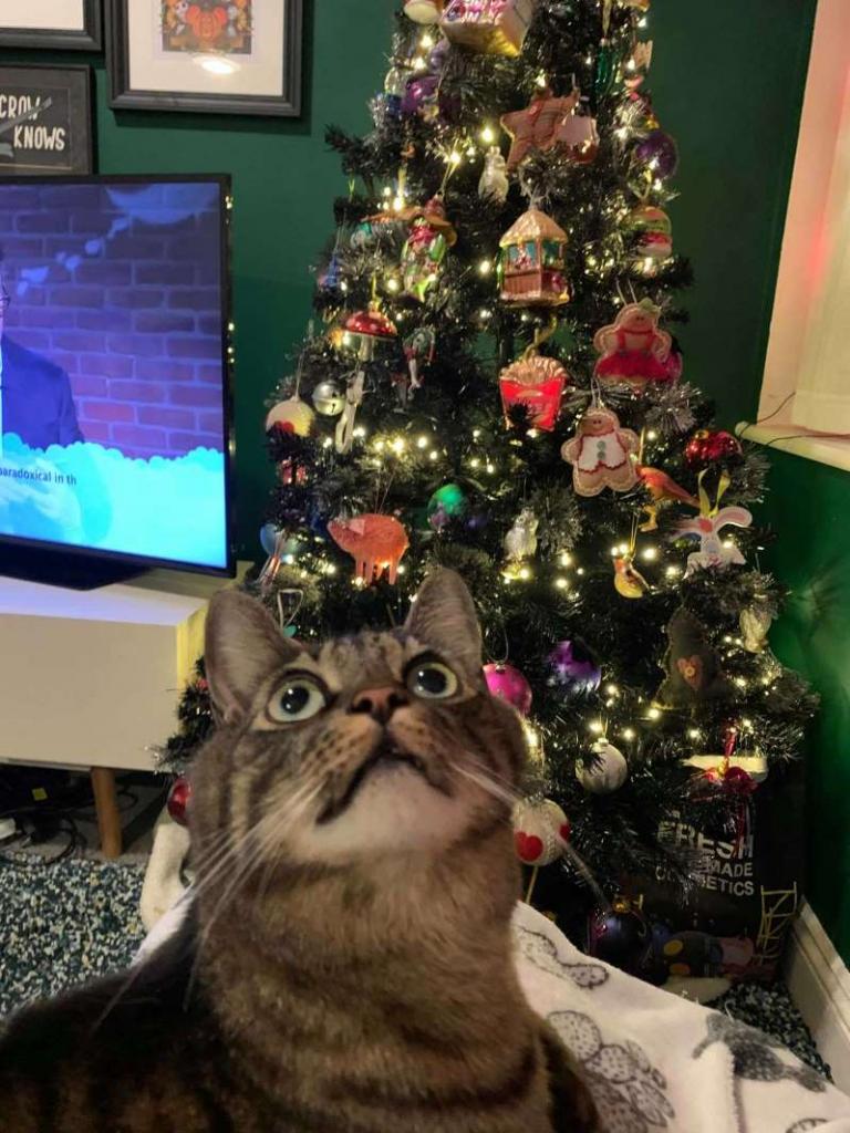 Riesci a trovare il gatto nascosto in questo albero di Natale?