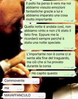 combattimenti tra polli