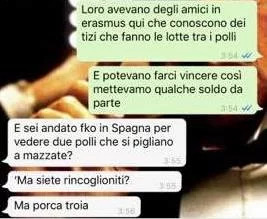 combattimenti tra polli