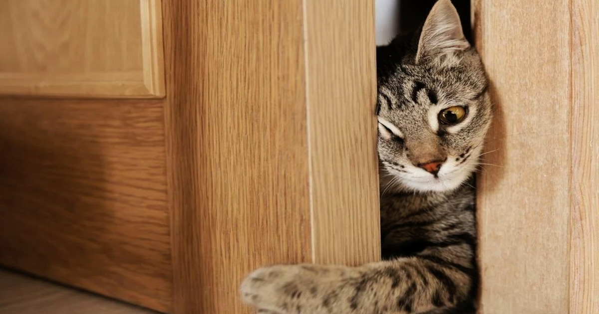 Misteri felini: perché i gatti odiano le porte chiuse?