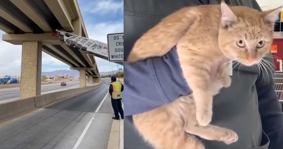 Eroico salvataggio del gatto intrappolato su un pilone dell’autostrada [+ VIDEO]