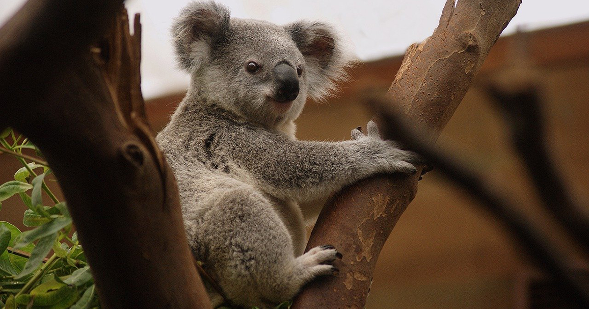 I koala hanno le impronte digitali uguali alle nostre, lo dice la scienza!