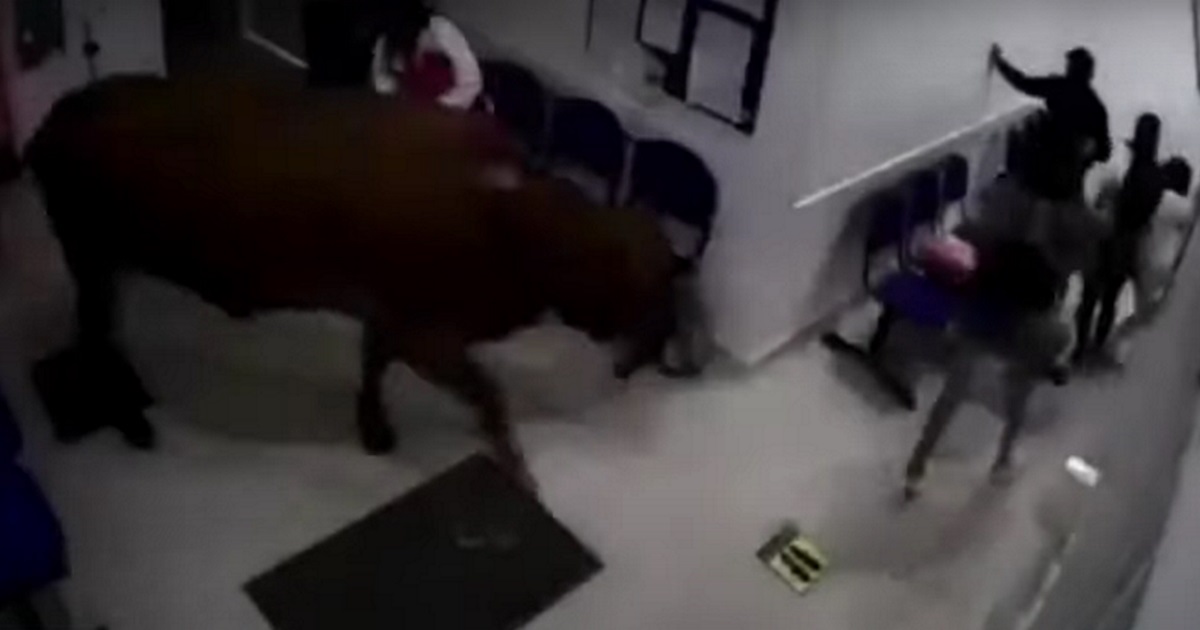 Mucca in fuga terrorizza i pazienti nella sala d’aspetto di un ospedale