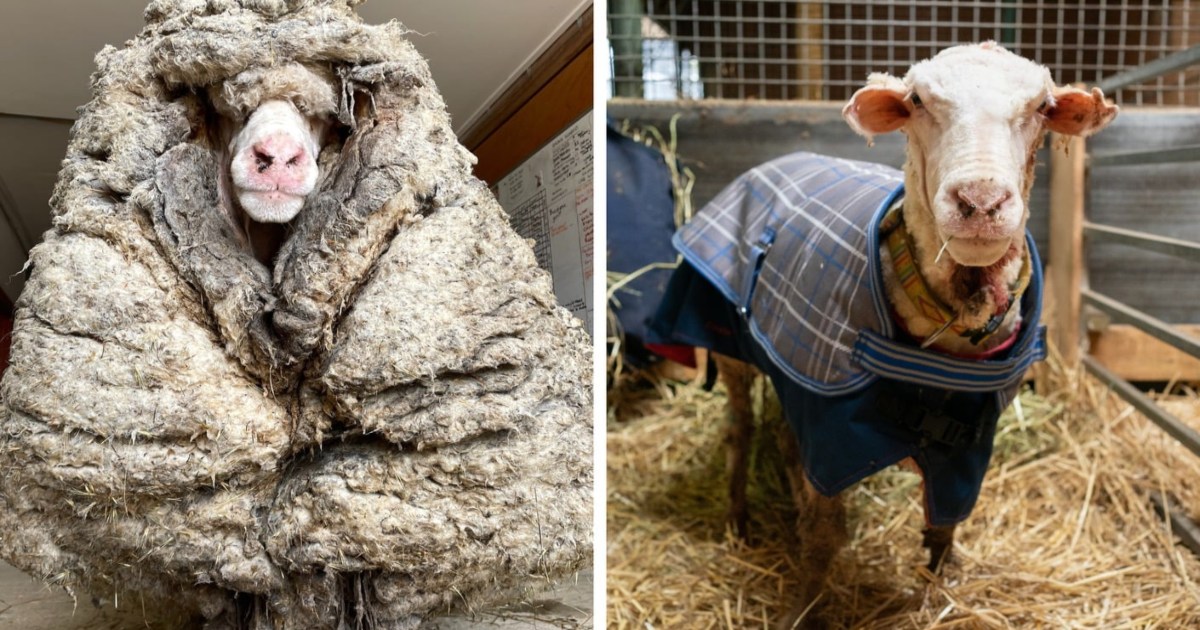 Ecco come diventa una pecora non tosata per cinque anni: le rimuovono 35 kg di lana