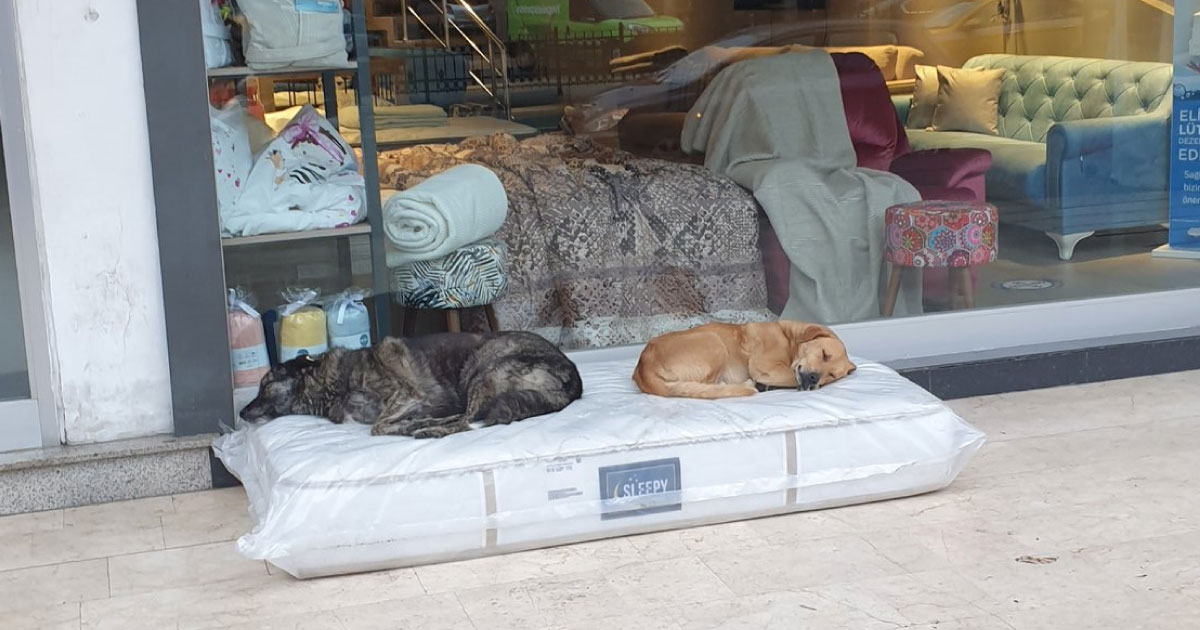 Turchia, negozio di materassi ne lascia uno davanti alla porta: “È per i cani randagi”