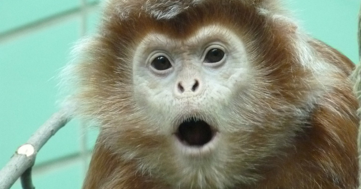 Un esperimento ha portato delle scimmie a prostituirsi dopo aver imparato il valore del denaro
